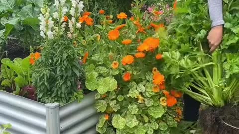 Let’s pick some celery from the veggie garden!