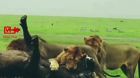 Buffalo Hunted by Lion Pride