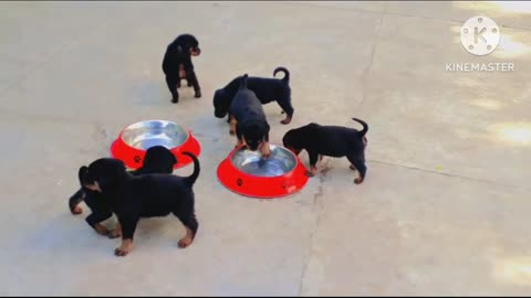 Cute dog puppies