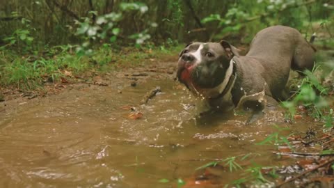 Tártaro em cães – Riscos, como prevenir e tratar,