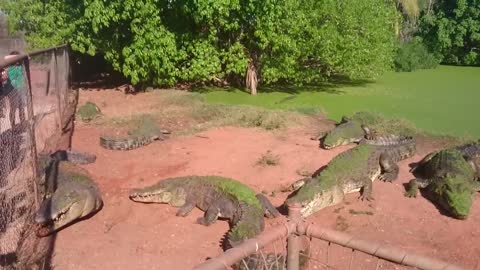 Crocodile bites foot off another crocodile