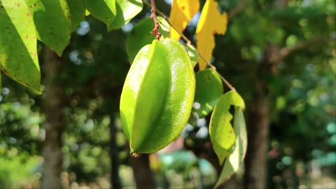 Fruits