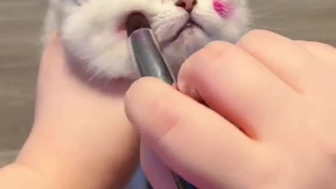 so cute in makeup cat