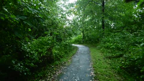 Relaxing Walk in the Rain, Umbrella and Nature Sounds for Sleep and Relaxation