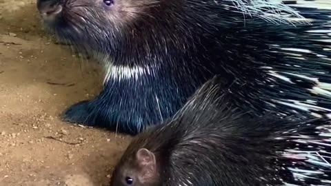 Wildlife Porcupine - Wild Animals video #wildlife #porcupine #animals #wild