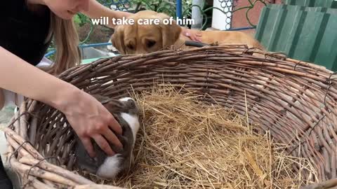 Gentle Golden Retriever Meets A Bunny For The First Time