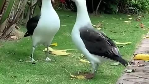 Two birds are quarrelling