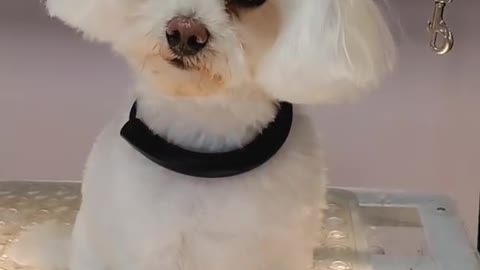 Toy Poodle gets angry at his groomer- Our Pets 🐶