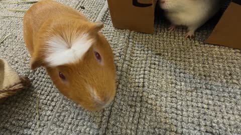 Guinea pig pellet drama