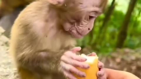 cute monkey eating food