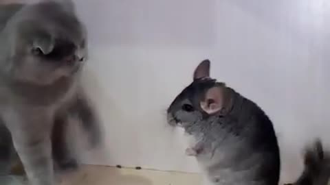 Chinchilla fighting with cats