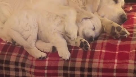 Golden Retrievers preciously nap together