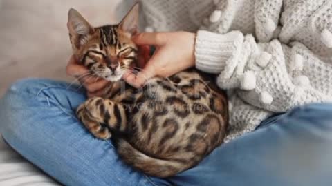 Bengal cat in the bed room with child girl