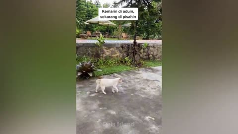 Best Funny dogs and cats 😂😂