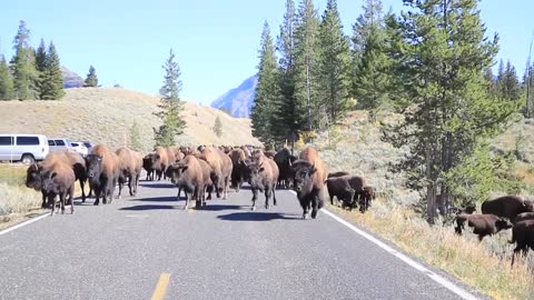 Bison Charge - Yellowstone National Park