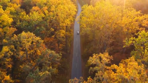 Enchanting Autumn Forests with Beautiful Piano Music