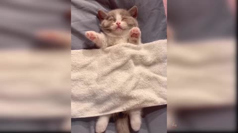 Baby Cats: Compilation #13 of Cute and Funny Cat Videos | Aww Animals