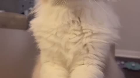 Cute cat reaction ❤️