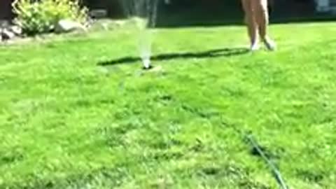 Dog loves playing with sprinkler