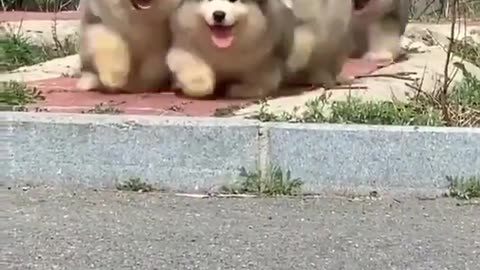 Nature & Animals🌴 - Alaskan Malamute puppies 😍😍