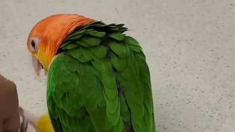 Funny Parrot Jenday conure Lovey Parrot Lovely Bird