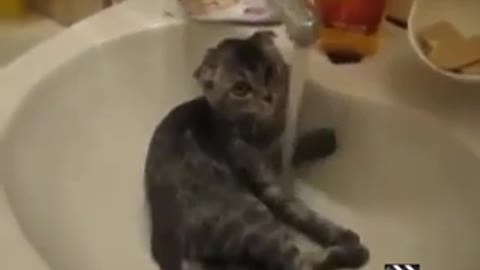 funny cat videos