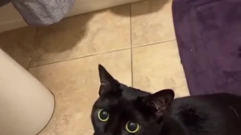 #funnycat#video