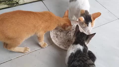 3 cats eat rice mix with fresh fish