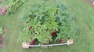 Roma Tomato Plant Timelapse