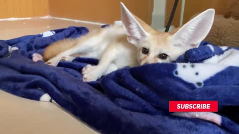 Fennec Fox Making Biscuits [nom-nom edition]