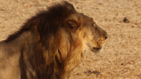 valiant king of the jungle lord of the forest