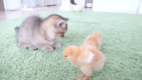 The daily life of kitten Kiki and the tiny chick