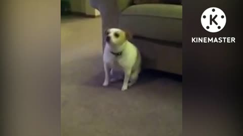 Dog funny dance watch TV 😅😅😅