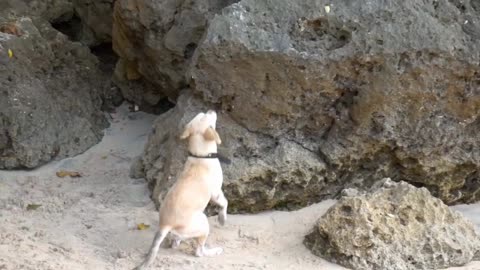 Go to Impossible Beach, Uluwatu Bali with 2 Dogs ,hidden and impossible to get to