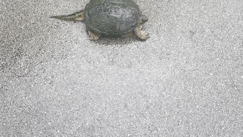 Huge American alligator snapping turtle