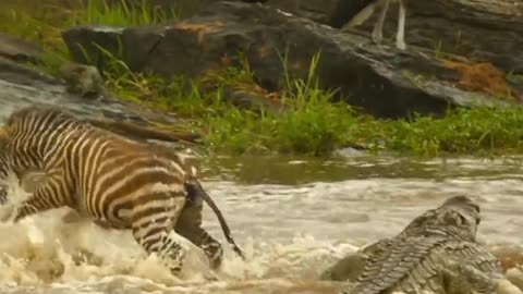 Crocodile attack to zebras amazing video