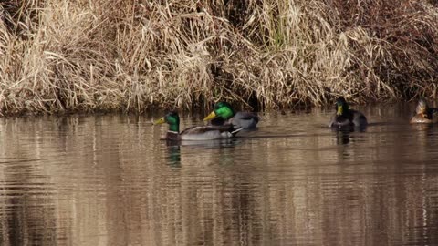 Hooded Merganser with Mallards