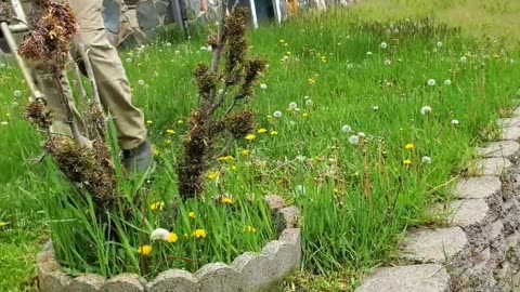 Overgrown Untreated Lawn Trimming With Weed Wacker