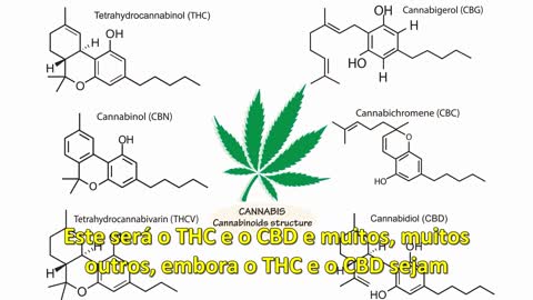 Efeitos da Cannabis e onde atuam sobre o Corpo Humano