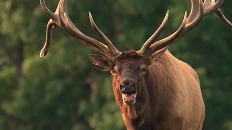 Antlers that big could knock a car over