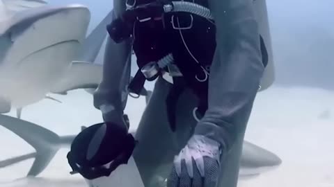 Man Opened Sharks' Mouth, Then The Incredible Happ..