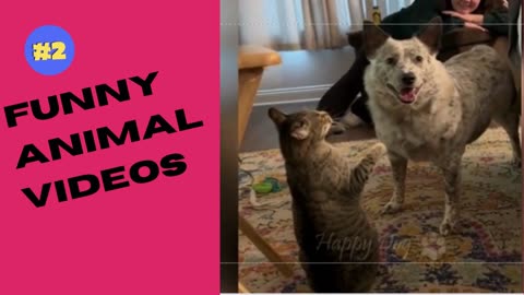 funny animal videos