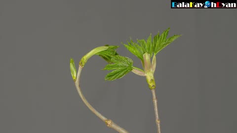 Maple Leaf grow Time-lapse