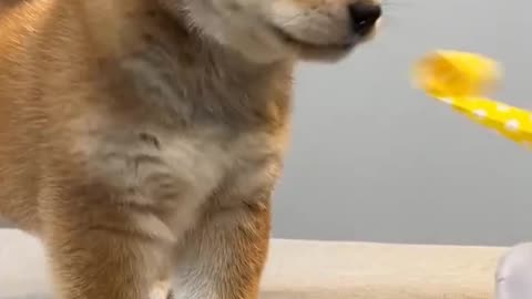 Funny dog