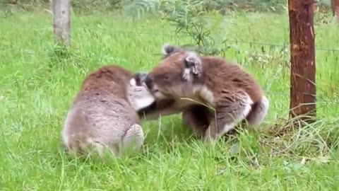 Koala Fight-Funny Animals Fighting-Lovely Koalas lovely