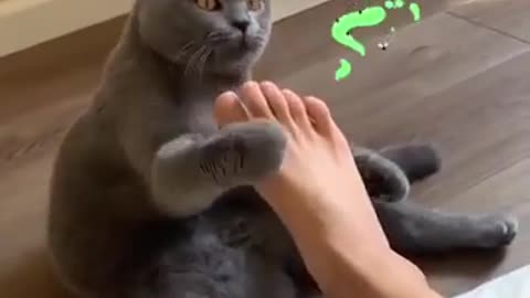 Cat hands up