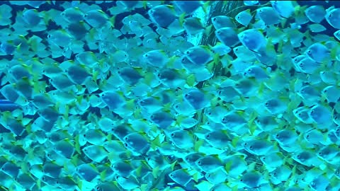 UNDER WATER FISHES