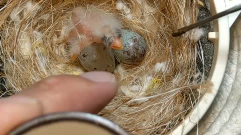 Hand Feeding Baby Birds (Canary & Gouldian Finch)