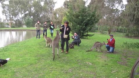 Kangaroo Attacks Tourist