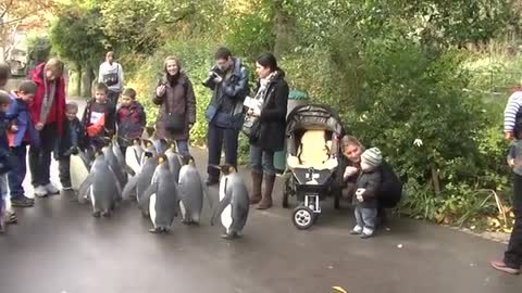 Penguin Walk - Zoo Basel